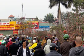 Chiều 30 Tết, Hà Nội vẫn nườm nượp người sắm đào quất