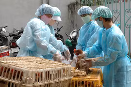 Mở rộng diện giám sát, lấy mẫu xét nghiệm cúm gia cầm