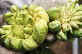 Những vườn phật thủ sẵn sàng đón tết