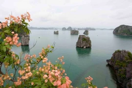 Quản lý khai thác du lịch trên vịnh Hạ Long: "Ông chẳng bà chuộc"