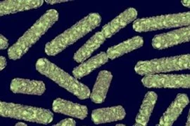 Vật liệu tiêu diệt nhanh vi khuẩn E.coli