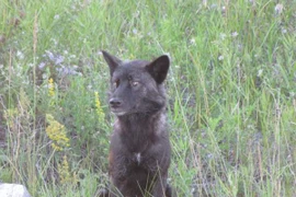 Cuộc giáp mặt kinh hoàng với chó sói trong rừng sâu