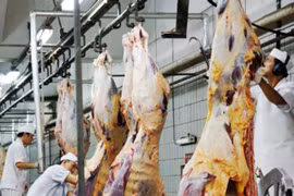 Úc xem xét tạm dừng xuất khẩu bò sang Việt Nam: Cần siết chặt quản lý giết mổ