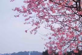 Lễ hội mai anh đào 2016