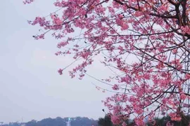 Lễ hội mai anh đào 2016