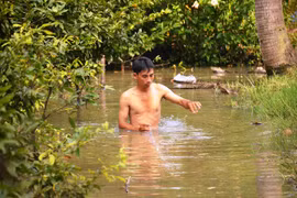 Tràn bờ bao ven sông, hàng nghìn gốc mai của người dân bị nhấn chìm