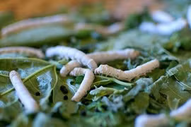 Nhà khoa học Trung Quốc tạo ra tơ siêu bền