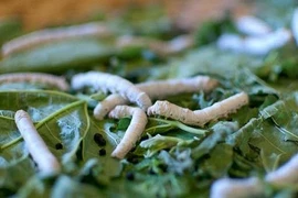 Nhà khoa học Trung Quốc tạo ra tơ siêu bền