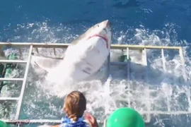Thót tim: Cá mập lao vào lồng an toàn của thợ lặn