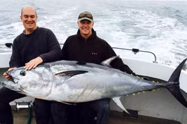 Bắt được cá ngừ vây xanh có giá 10.000 bảng Anh