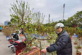 Sáng 29 Tết: Đào, quất, mai, lan Tết "xả hàng", giảm giá mạnh