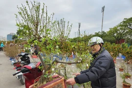 Sáng 29 Tết: Đào, quất, mai, lan Tết "xả hàng", giảm giá mạnh