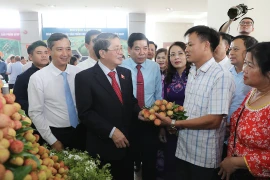 Vải thiều Bắc Giang được mùa, chất lượng tốt