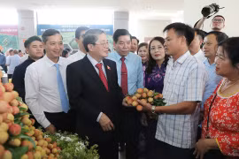 Vải thiều Bắc Giang được mùa, chất lượng tốt