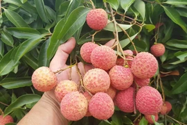 Vải thiều Thanh Hà giảm mạnh sản lượng