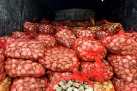 Bắt giữ 2 vụ vận chuyển gần 17 tấn ngao, hàu từ Móng Cái vào nội địa tiêu thụ