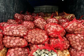 Bắt giữ 2 vụ vận chuyển gần 17 tấn ngao, hàu từ Móng Cái vào nội địa tiêu thụ