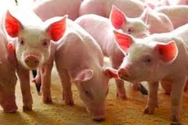 Giá thịt lợn tăng 1,74% trong tháng 2