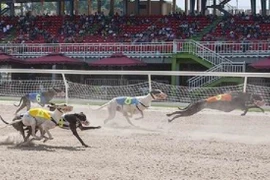 Đề xuất nâng mức đặt cược đua ngựa, đua chó và bóng đá quốc tế