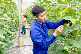 Từ ngày 1-7, tổng điều tra nông thôn, nông nghiệp 2025