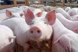 Giá lợn hơi tăng liên tục, cao nhất 67.000 đồng/kg