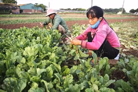 Năm 2021: Việt Nam có hơn 98 triệu người