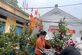 Đào, quất, hoa cảnh giá cao, vắng cả khách xem và người mua