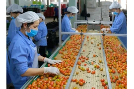 EU tiếp tục siết chặt an toàn thực phẩm với quả bơ, cà chua, gạo… nhập khẩu