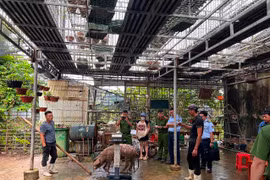 Bị phát hiện khi cố tình gian lận trong cân đo lợn