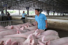 Giá lợn hơi vượt 70.000 đồng/kg