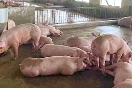 Giá lợn hơi xuống dưới 60.000 đồng/kg