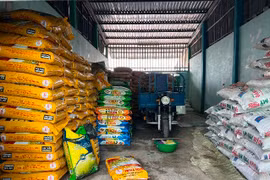 Phân bón giả trà trộn vào thị trường