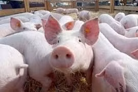 Giá lợn hơi xuống dưới 50.000 đồng/kg