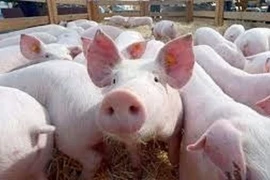 Giá lợn hơi xuống dưới 50.000 đồng/kg