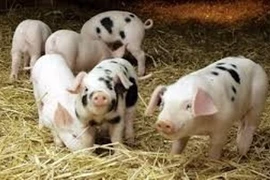 Giá lợn hơi lên gần 80.000 đồng/kg, giá thịt tại chợ tăng mạnh