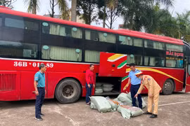 Phát hiện gần 500kg lòng lợn sấy ẩm mốc, chảy nước, bốc mùi hôi thối