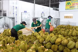 Thị trường xuất khẩu lớn thứ hai áp thuế 20%, ngành rau quả vẫn tin vào mặt hàng chủ lực