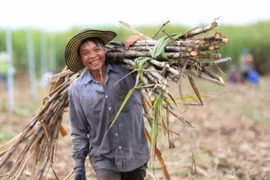Việt Nam áp thuế 47,64% trong 5 năm đối với đường mía Thái Lan
