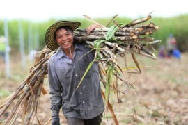 Việt Nam áp thuế 47,64% trong 5 năm đối với đường mía Thái Lan