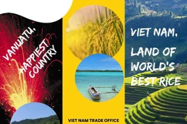 Gạo ST25 của Việt Nam xuất khẩu sang Cộng hòa Vanuatu