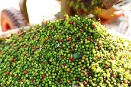 Container hàng xuất khẩu nghi bị “rút ruột”: Chưa đủ cơ sở để khẳng định?