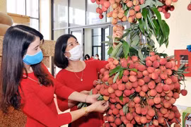 Bắc Giang muốn xuất khẩu vải thiều đi Mỹ