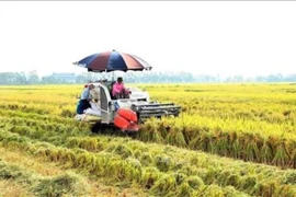 Xuất khẩu gạo tiếp tục giảm