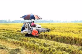 Xuất khẩu gạo tiếp tục giảm