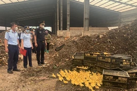 Giống gia cầm nhập lậu ồ ạt vào Việt Nam