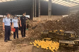 Giống gia cầm nhập lậu ồ ạt vào Việt Nam