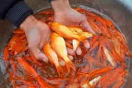 Tết ông Công, ông Táo: Cá chép 10.000 đồng/con, tiểu thương vừa bán vừa lo ế