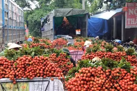 Bác tin đồn vải thiều Bắc Giang bị ép giá còn 2.000 đồng/kg