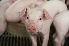 Giá lợn hơi tiếp tục xuống thấp, ghi nhận mức 48.000 đồng/kg