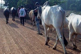 Kiểm tra, kiểm soát việc vận chuyển buôn bán trái phép trâu bò qua biên giới